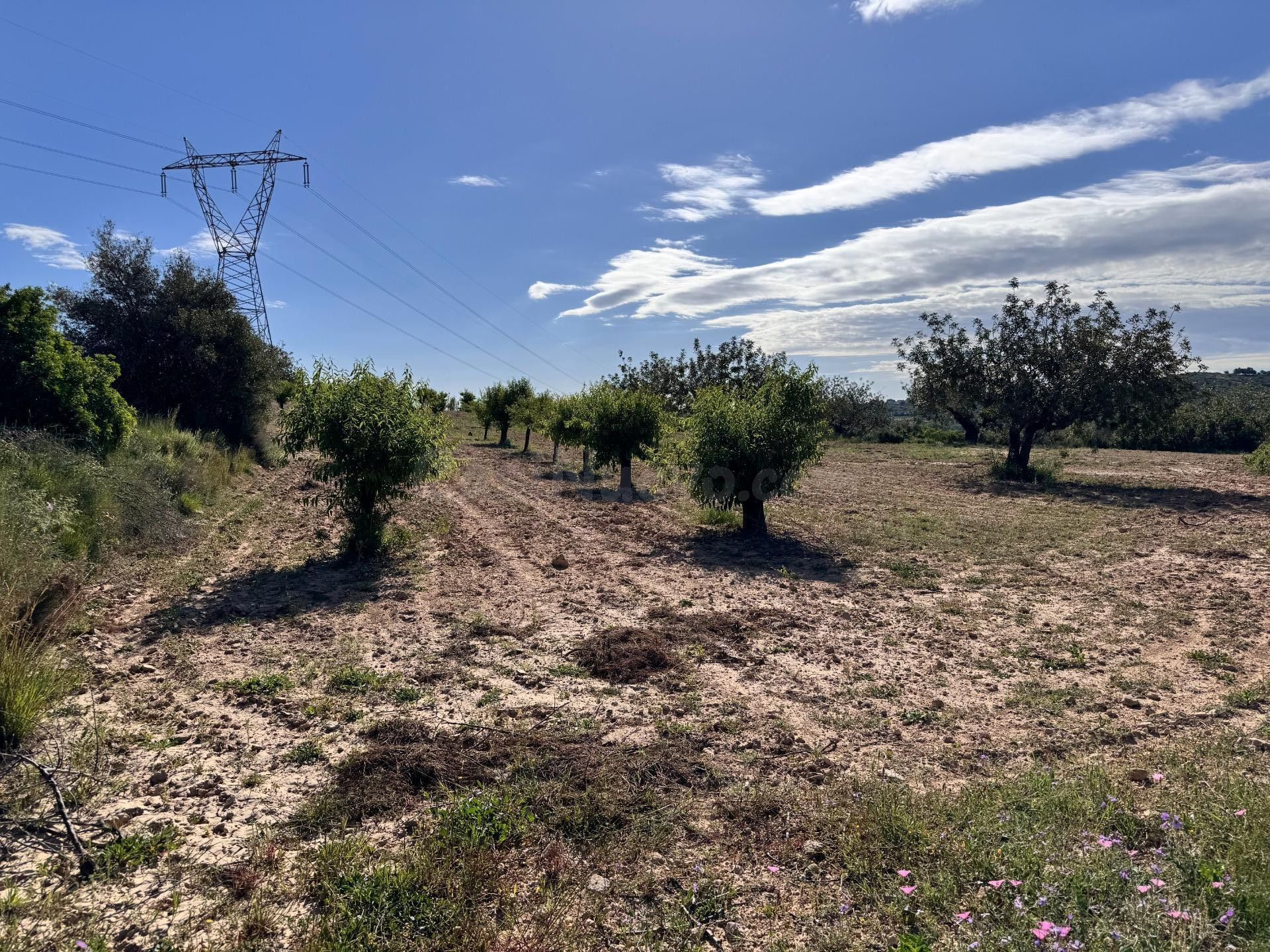 Finca rústica de 60.757m2 con algarrobos y almendros – Ideal para producción agrícola o huerto solar - foto 4