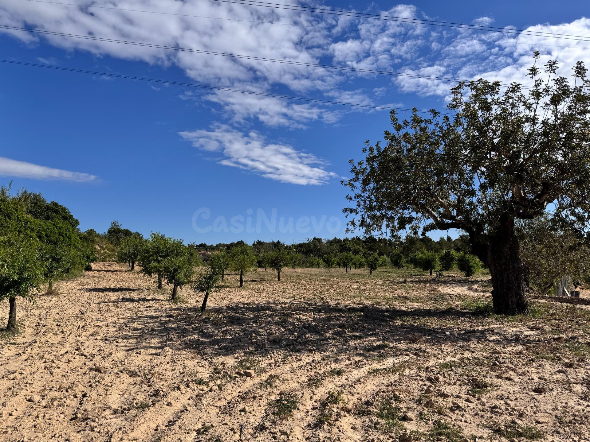 Finca rústica de 60.757m2 con algarrobos y almendros – Ideal para producción agrícola o huerto solar - foto 5