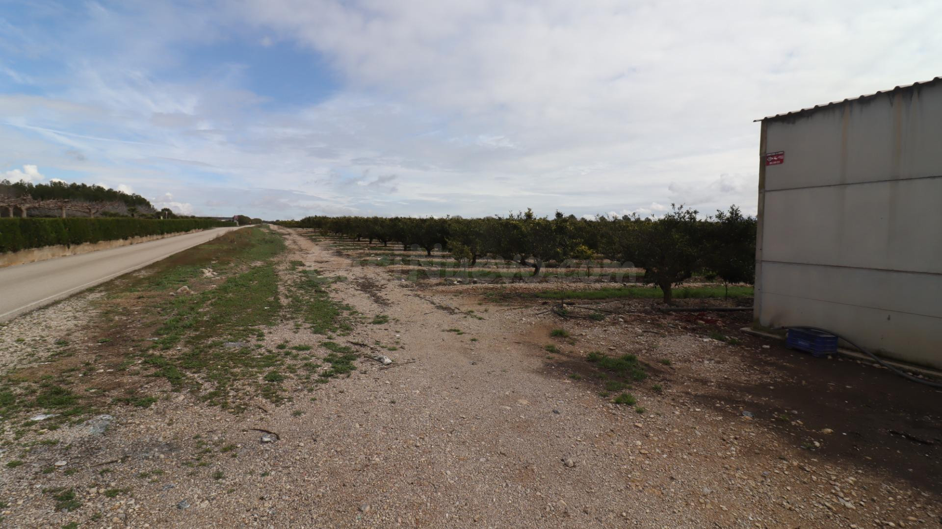 Finca de mandarinos en producción - foto 3