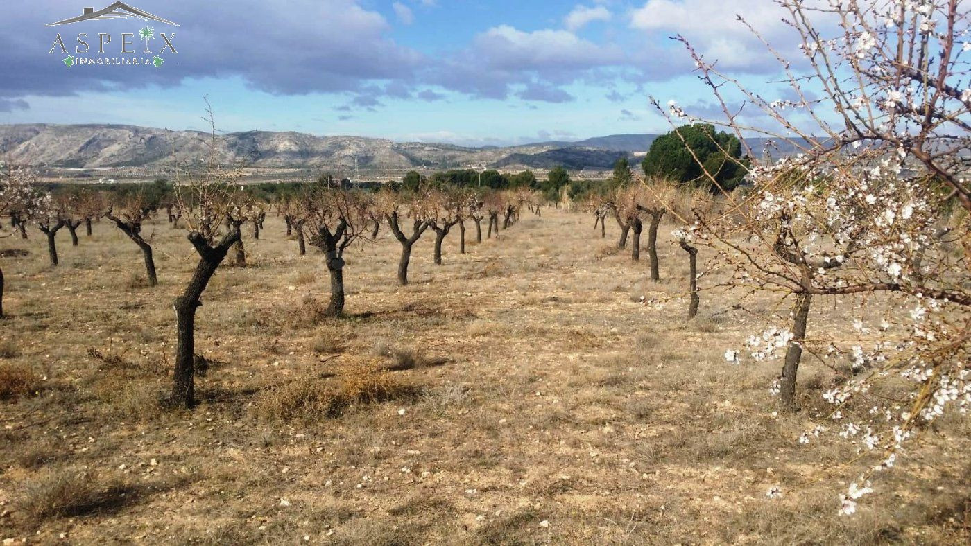 TERRENO EN BIAR