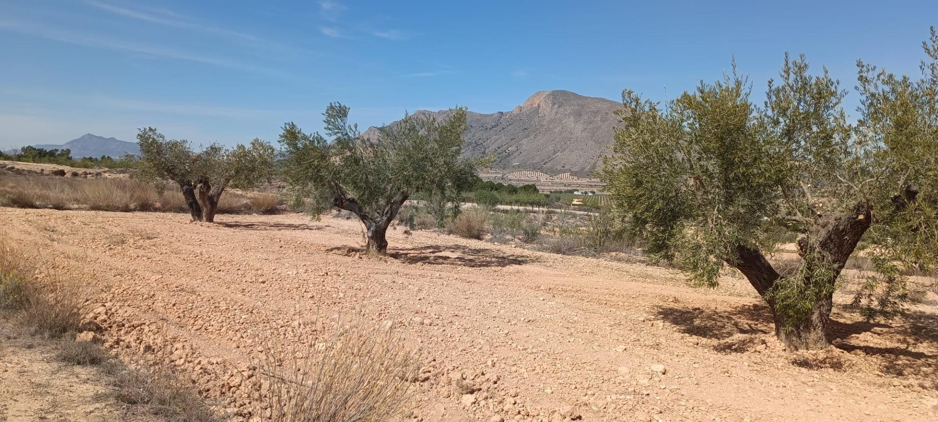 Casa cueva con terreno en Barbarroja - foto 2