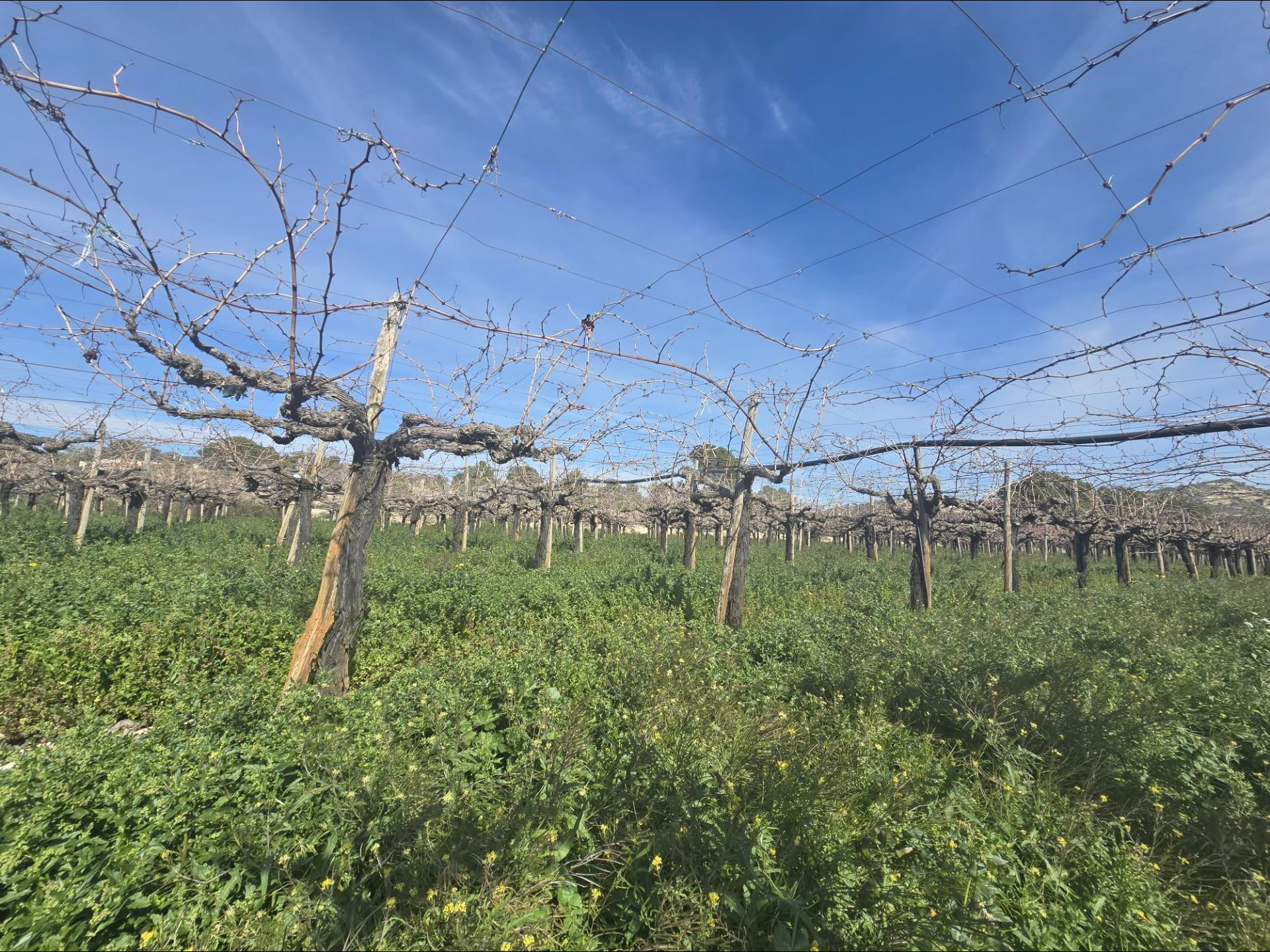 Terreno en Aspe - foto 2