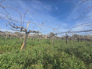 Terreno en Aspe - foto 4