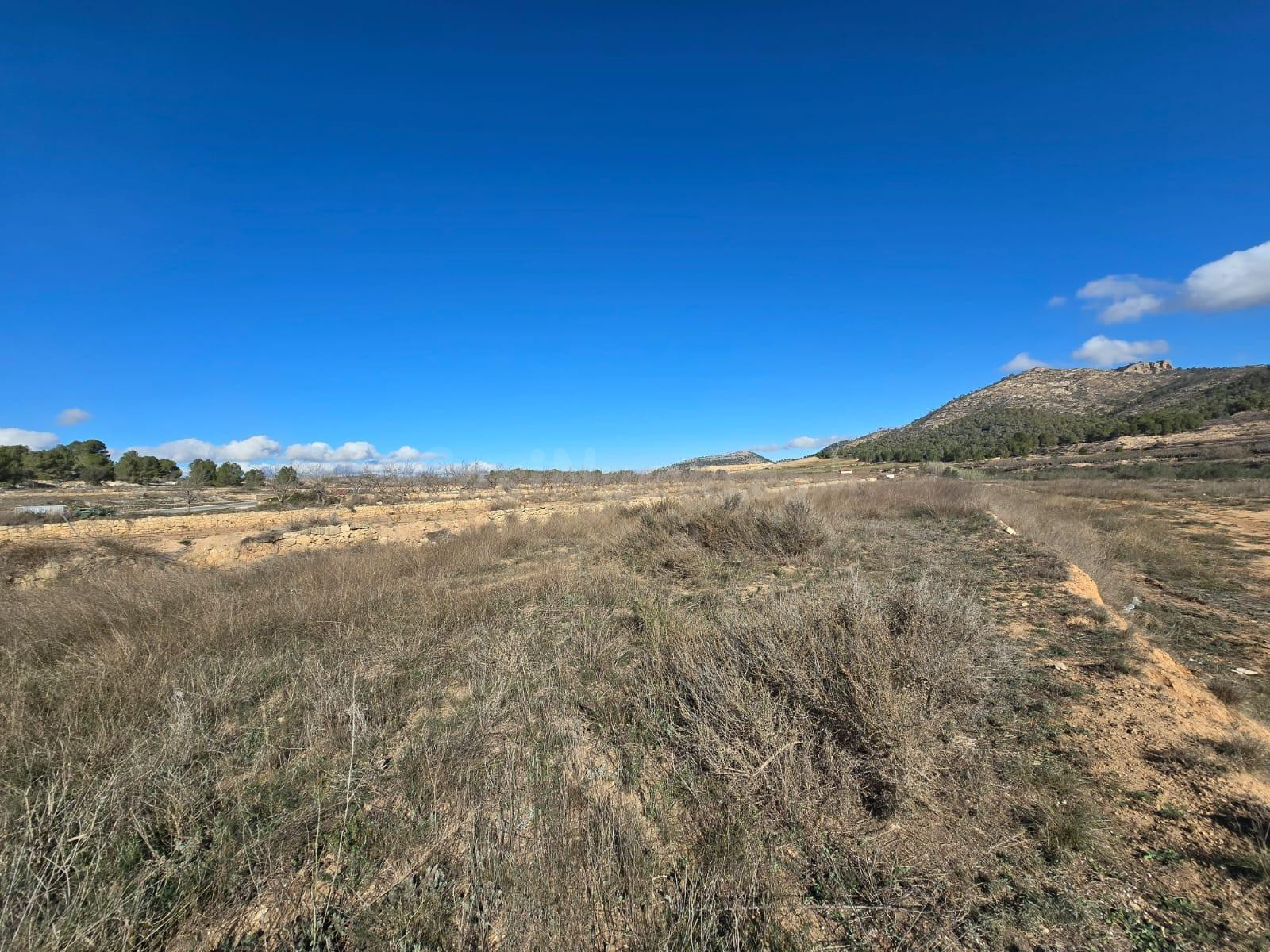 TERRENO RURAL EN VENTA EN LA ROMANETA (MONÓVAR) - foto 3