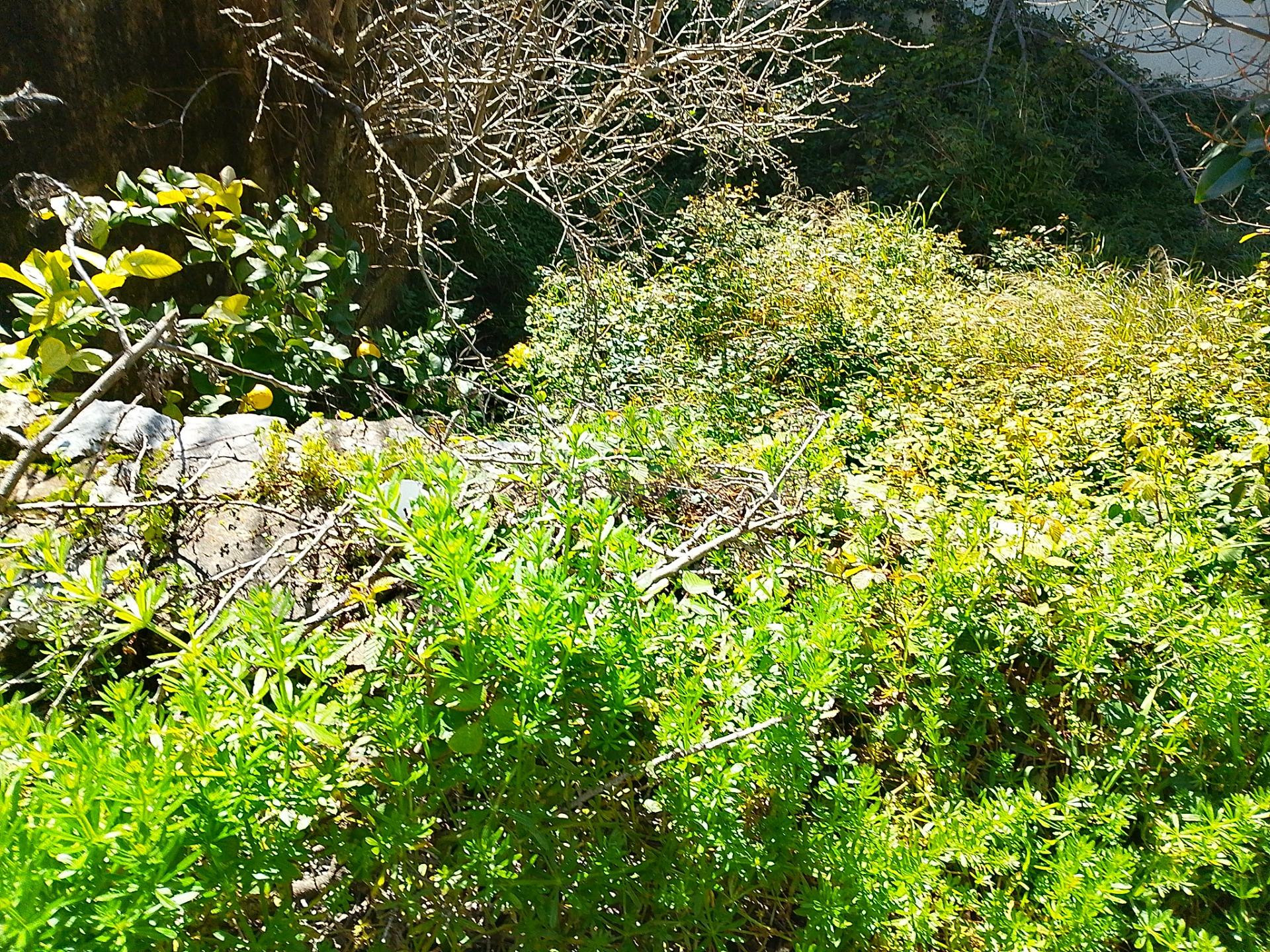 Finca ideal para construir tu casa. - foto 4