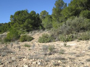 SE VENDE TERRENO EN MONOVAR - foto 3