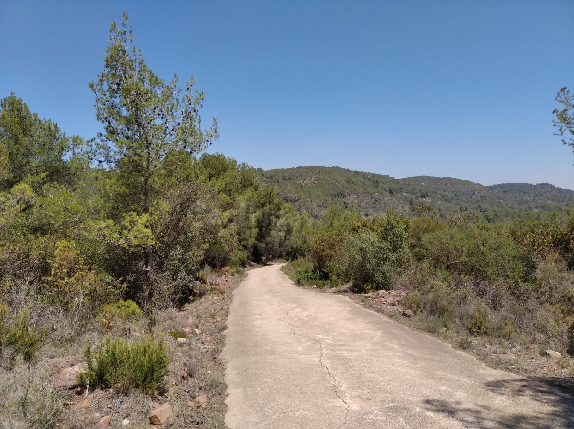 FINCA RUSTICA EN VILLAFAMES CON CASETA DE APEROS - foto 5