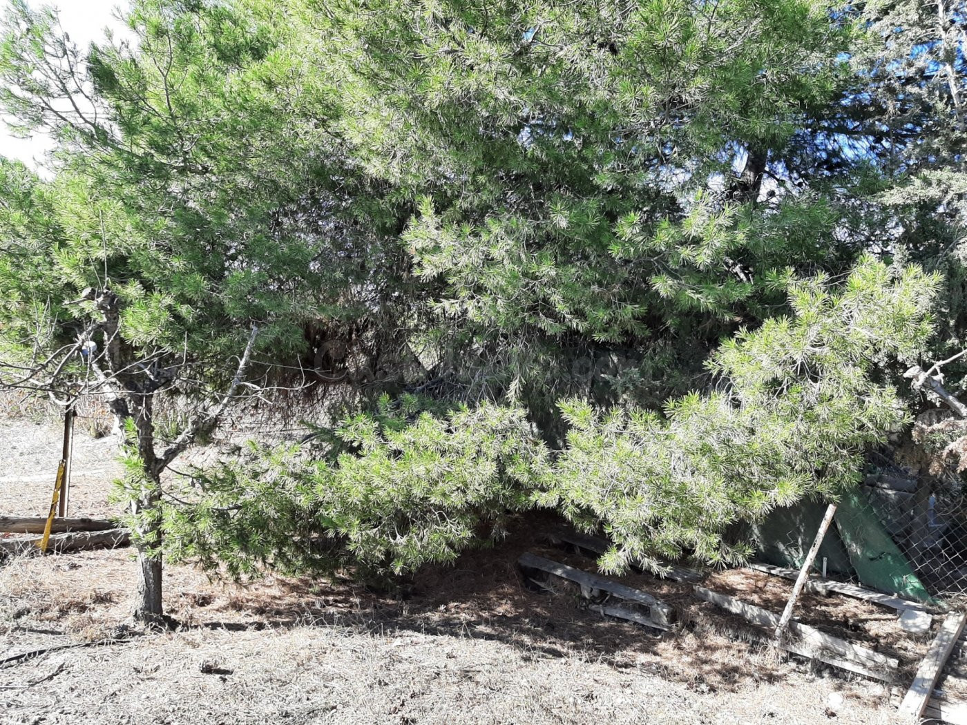 Estupendo Cortijo muy próximo al centro Lorca - foto 2