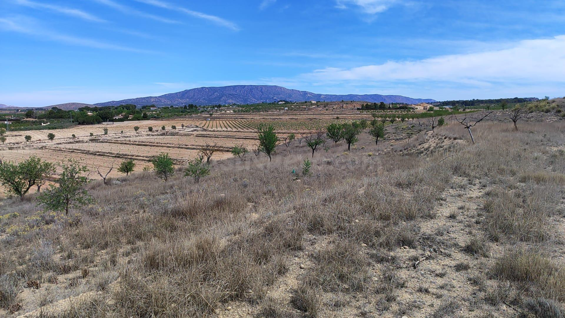 Terreno Rústico en Pinoso - Oportunidad Única de Inversión