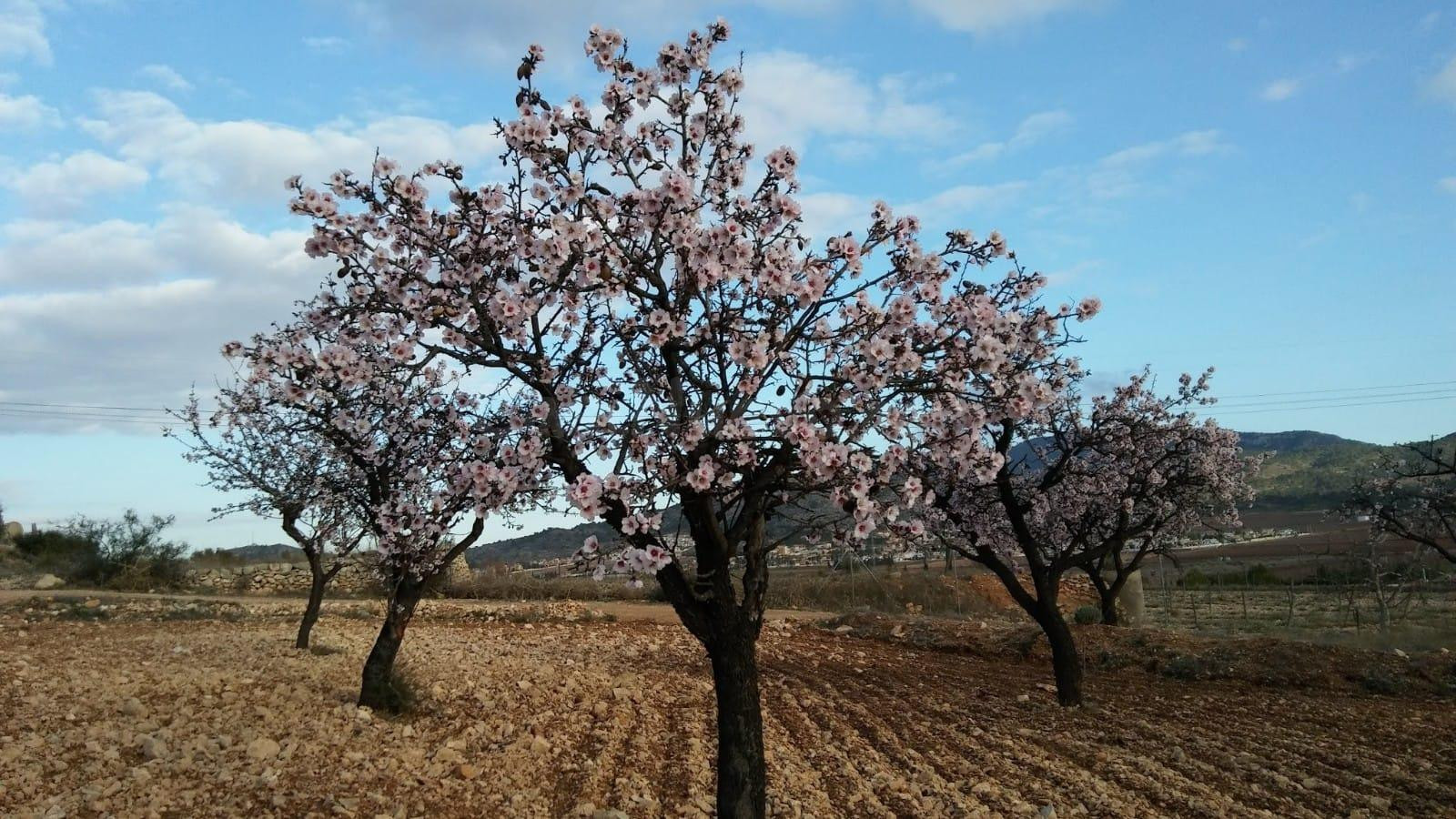 PARCELA EN HONDON DE LAS NIEVES