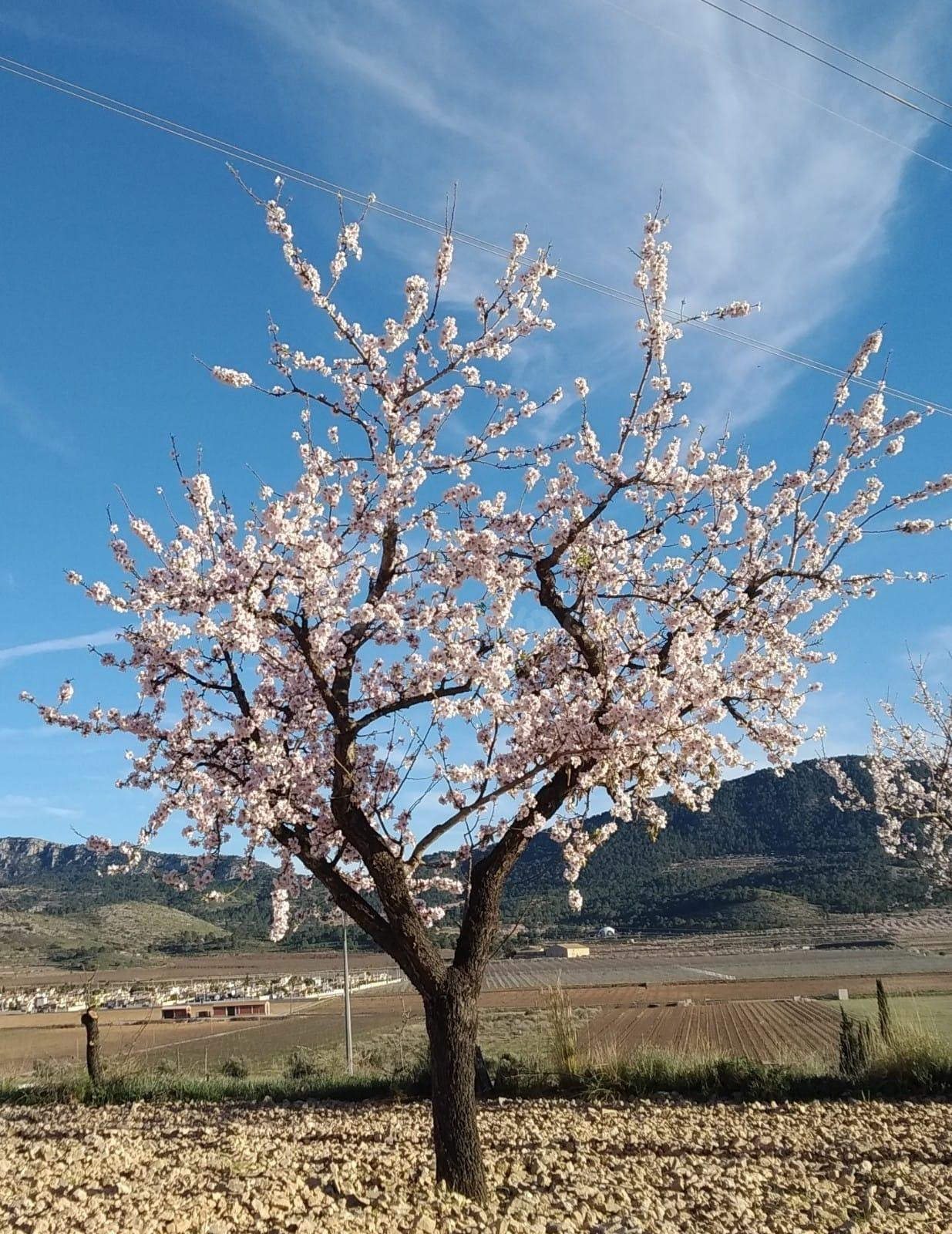PARCELA EN HONDON DE LAS NIEVES - foto 3