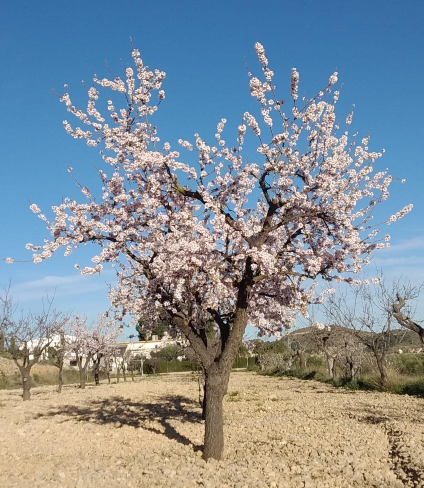 PARCELA EN HONDON DE LAS NIEVES - foto 4