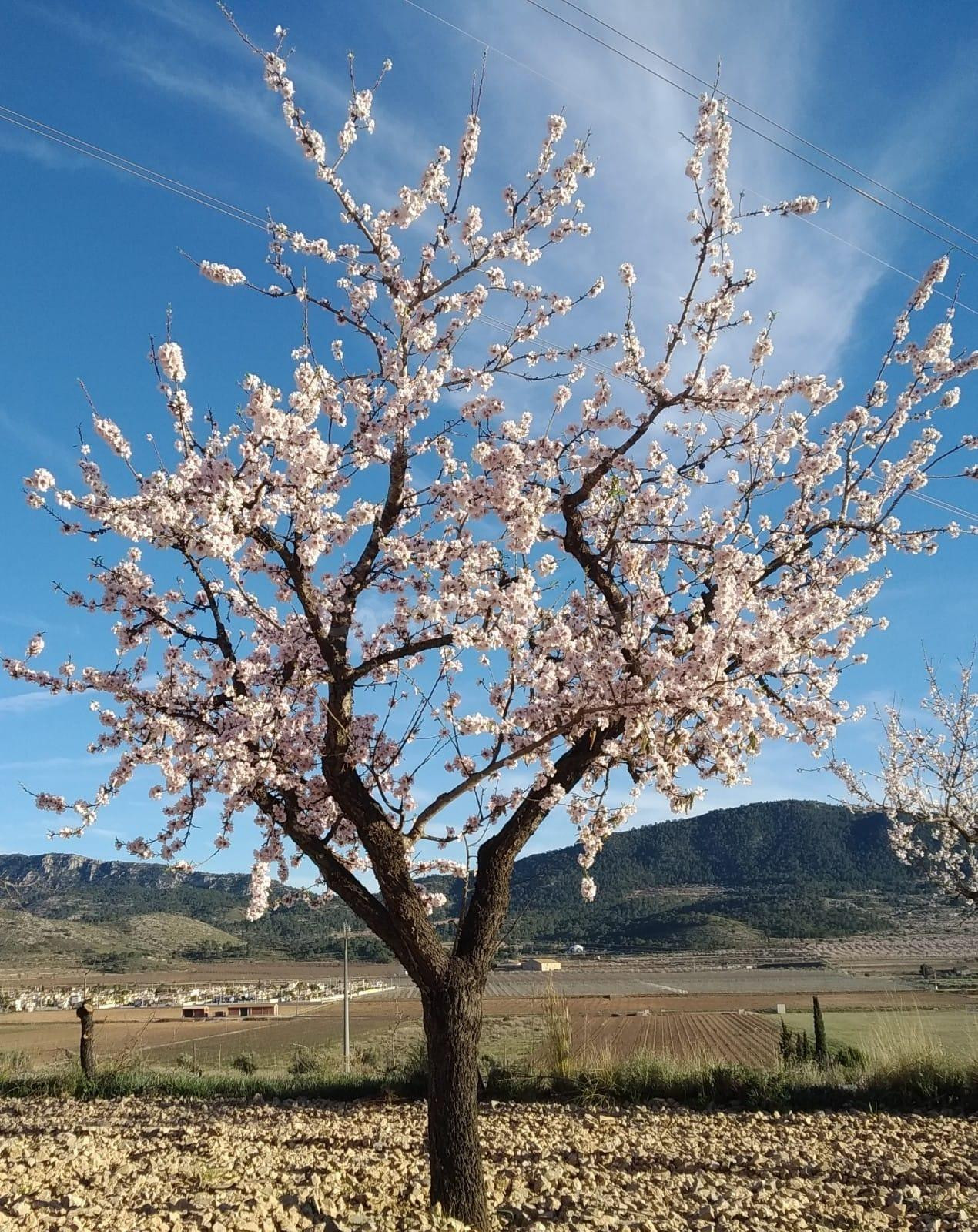 PARCELA EN HONDON DE LAS NIEVES - foto 5