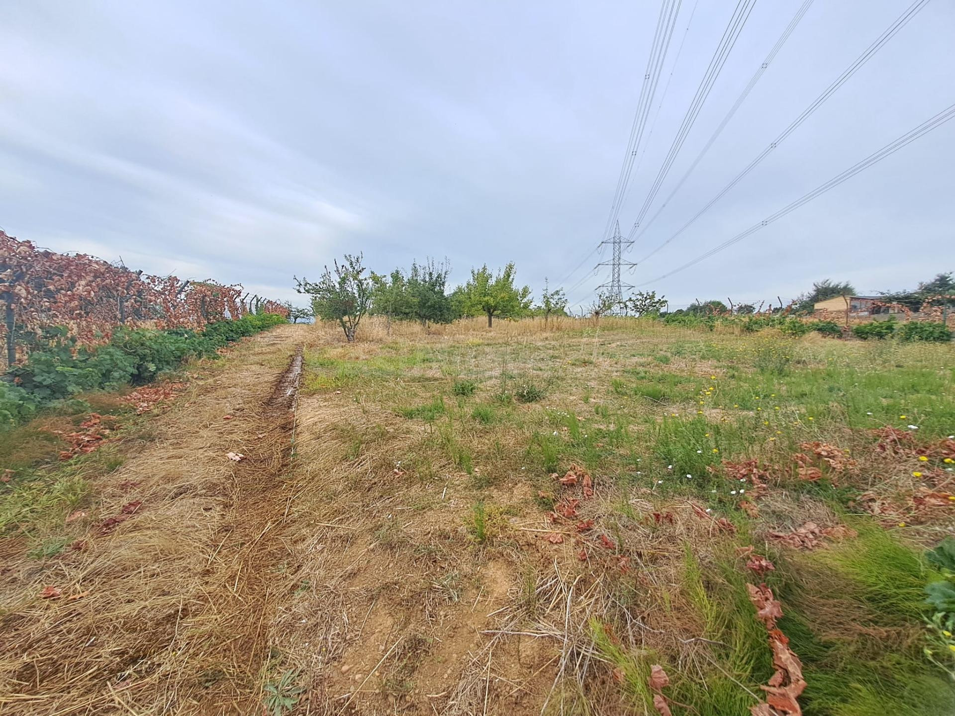 Se vende en Barcena del Bierzo Finca más Nave - foto 4