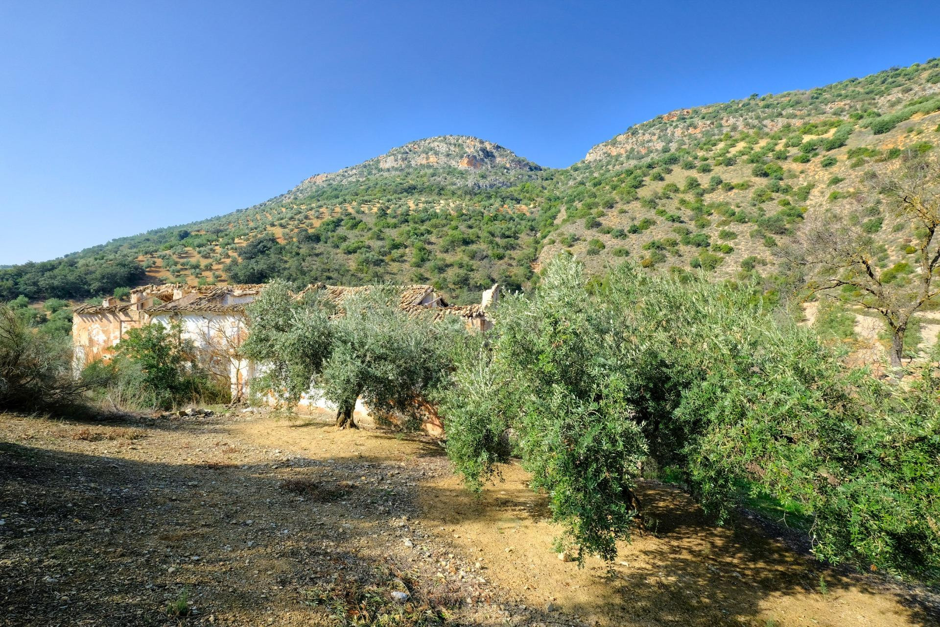 FINCA DE 2700 OLIVOS EN ALGARINEJO (GRANADA)