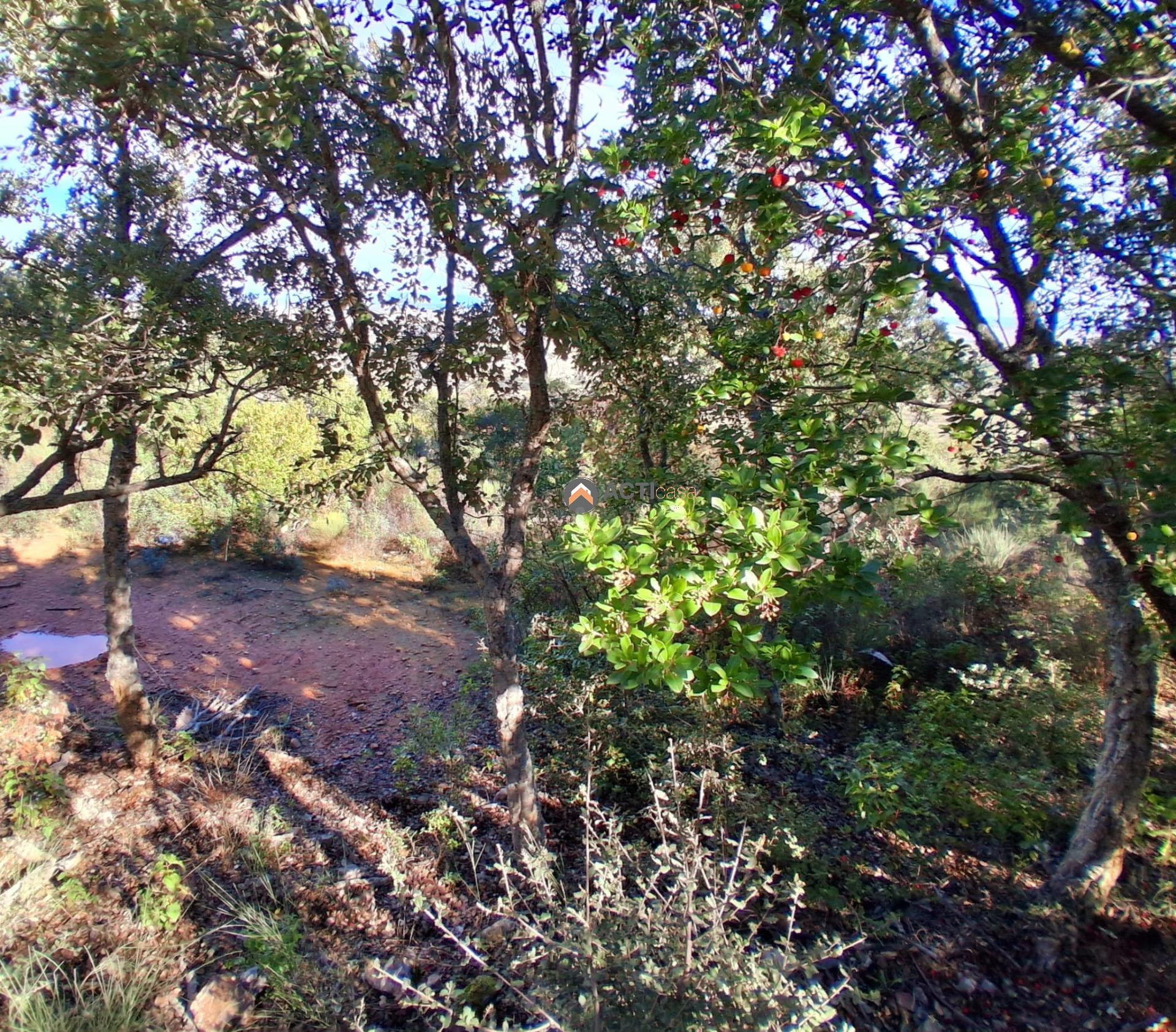 TERRENO RUSTICO CERCA DEL PORTANCHITO - foto 3