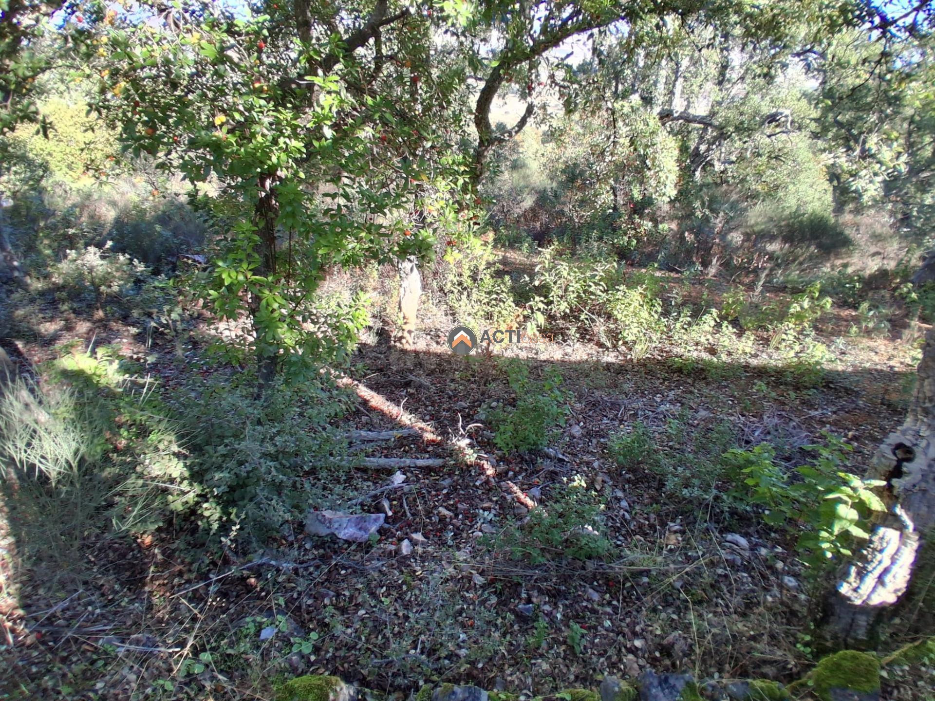 TERRENO RUSTICO CERCA DEL PORTANCHITO - foto 4