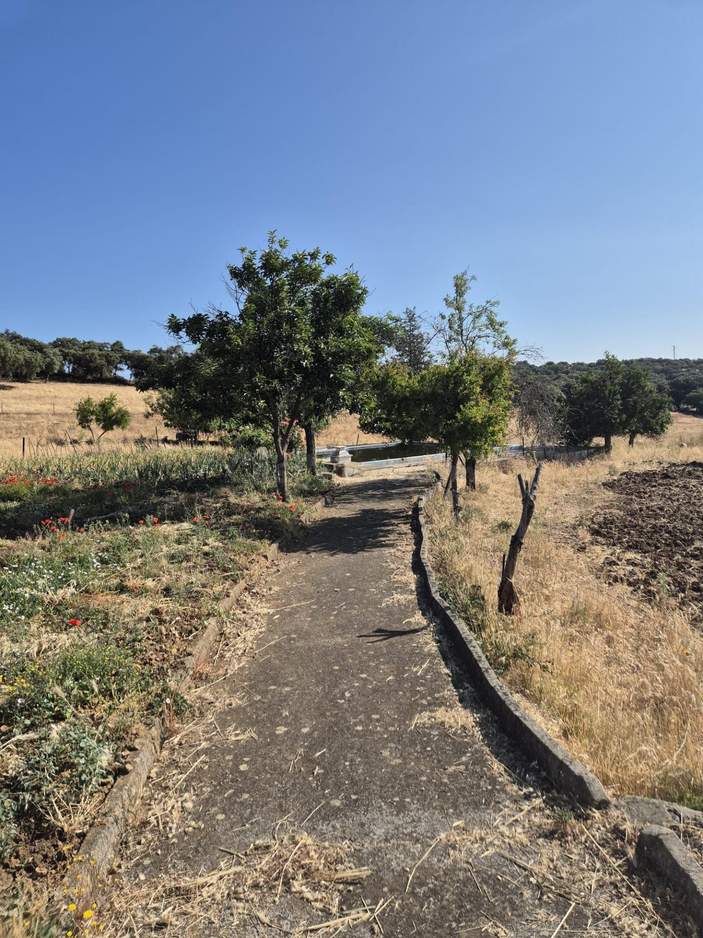 Finca Rústica en Fregenal de la Sierra - foto 4