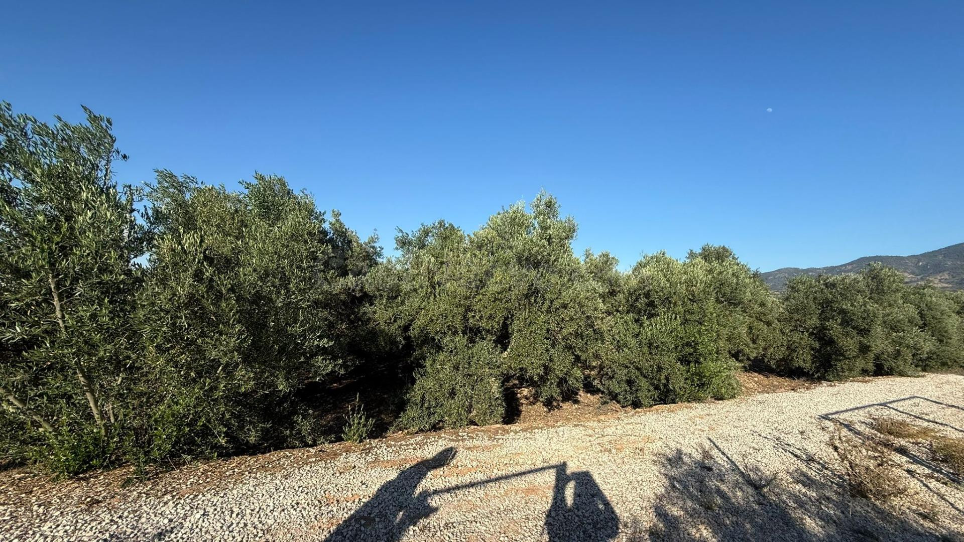 Terreno Rustico