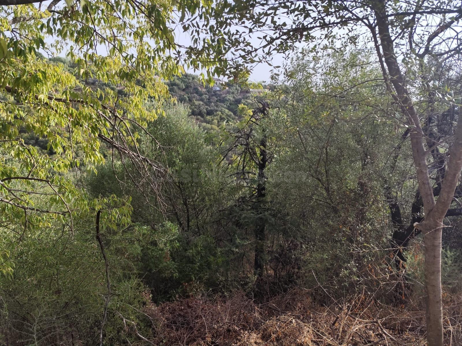 TERRENO EN LA ZONA ALTA DE CUEVAS BAJAS - foto 4