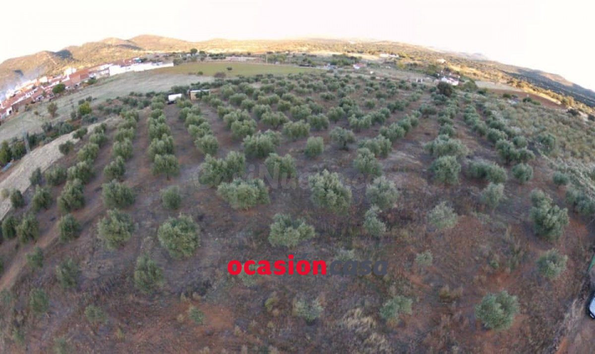 OLIVAR A LA VENTA EN BELMEZ