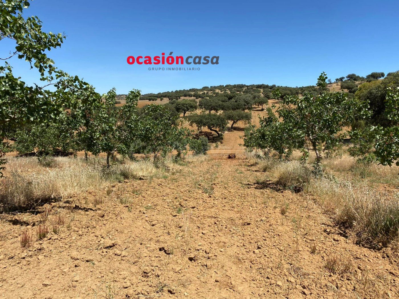 FINCA DE PISTACHOS A LA VENTA
