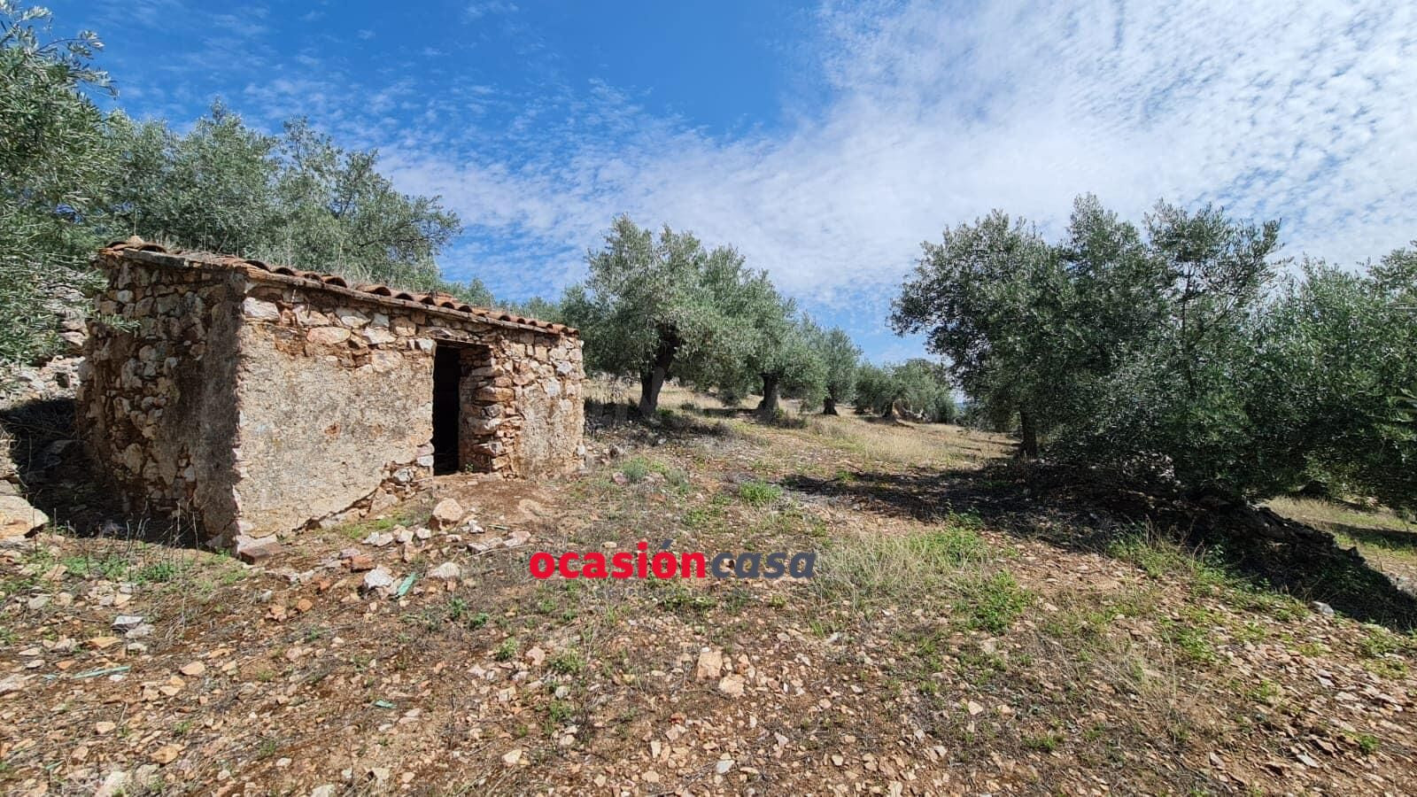 OLIVAR CON PEQUEÑA CONSTRUCCIÓN A LA VENTA
