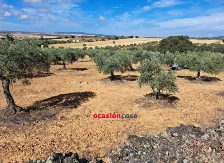 PARCELA CON 100 OLIVOS A LA VENTA