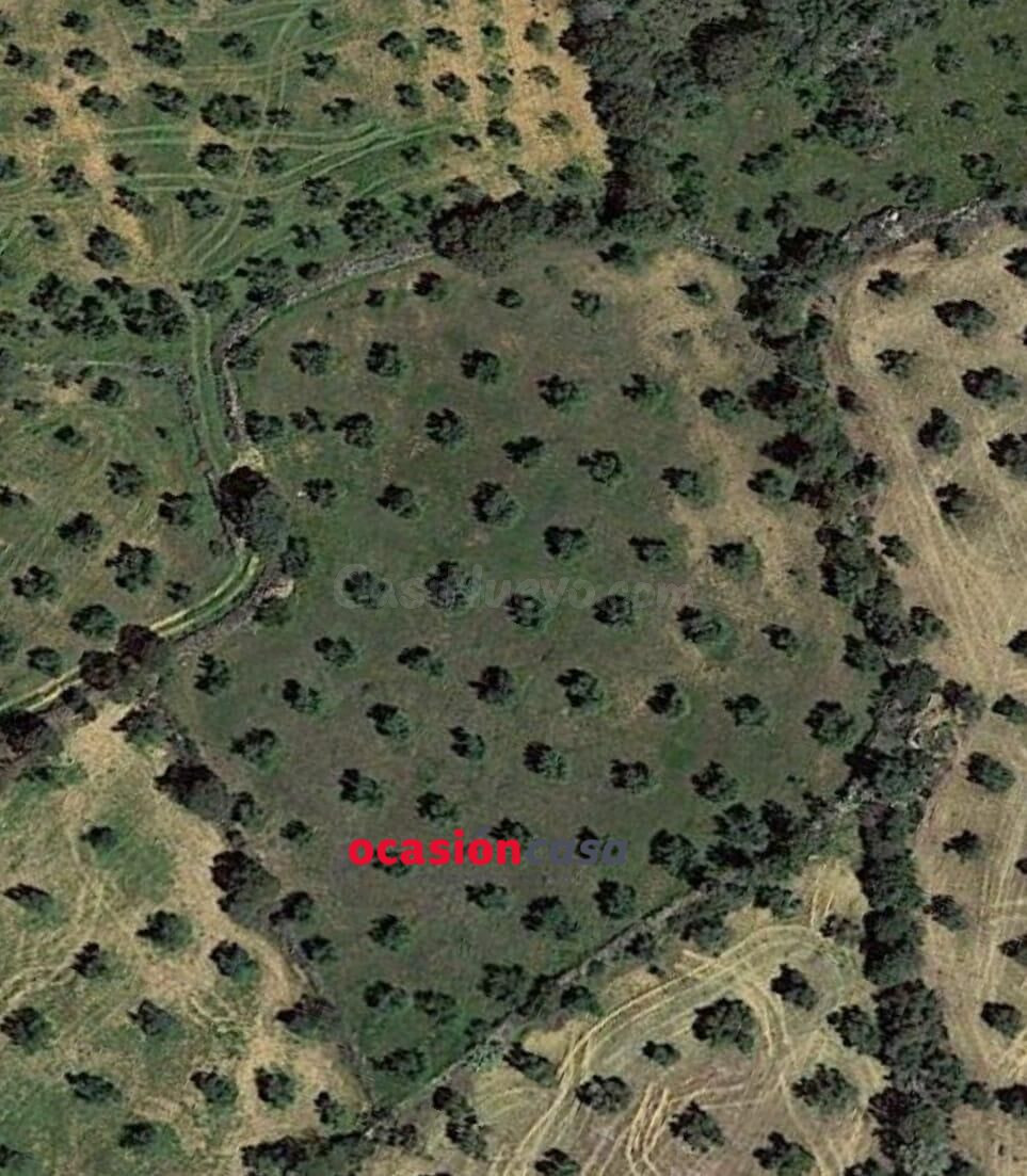 PARCELA CON 100 OLIVOS A LA VENTA - foto 2