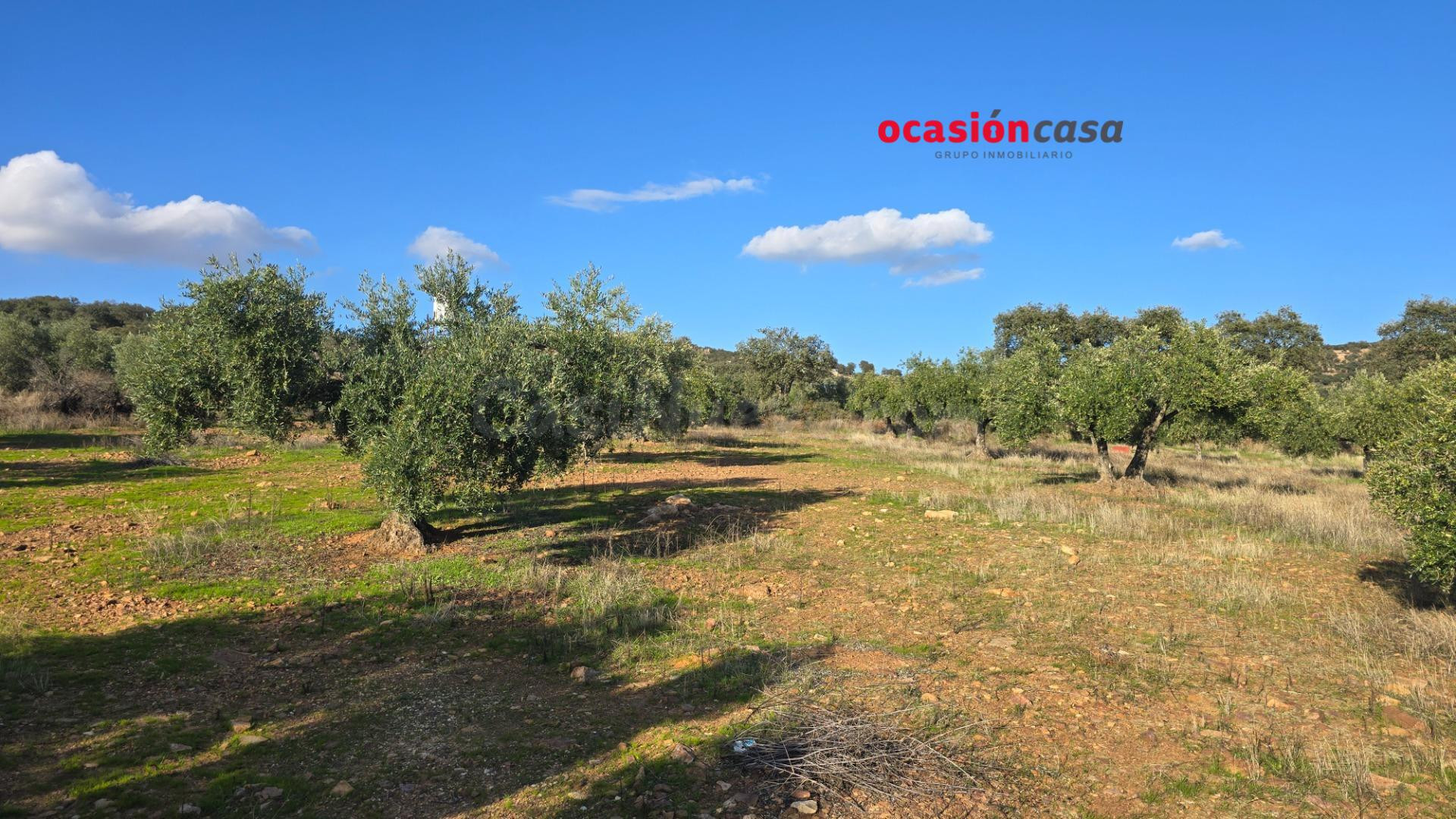 MAGNÍFICO OLIVAR EN PLENA PRODUCCION