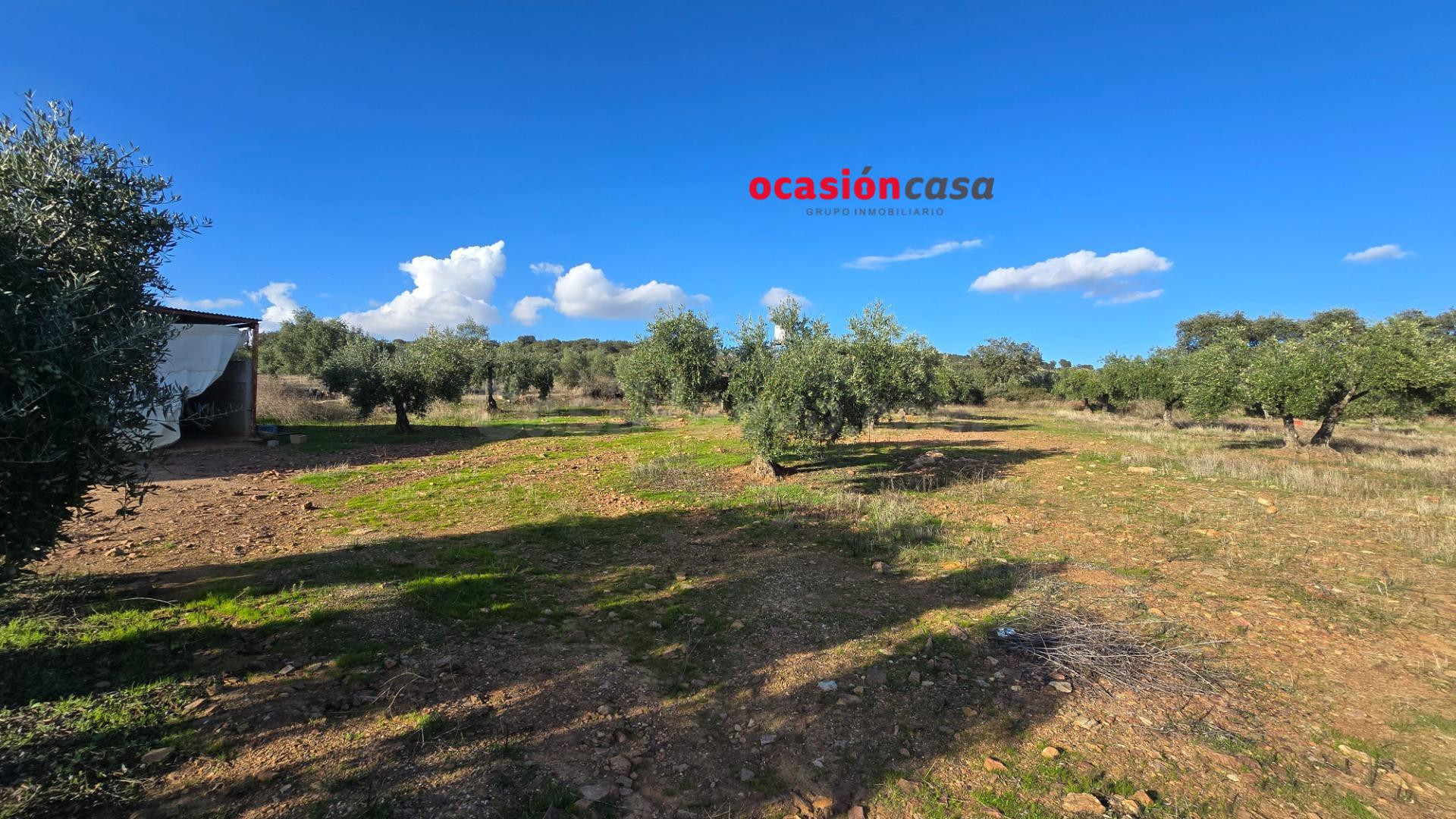 MAGNÍFICO OLIVAR EN PLENA PRODUCCION - foto 2
