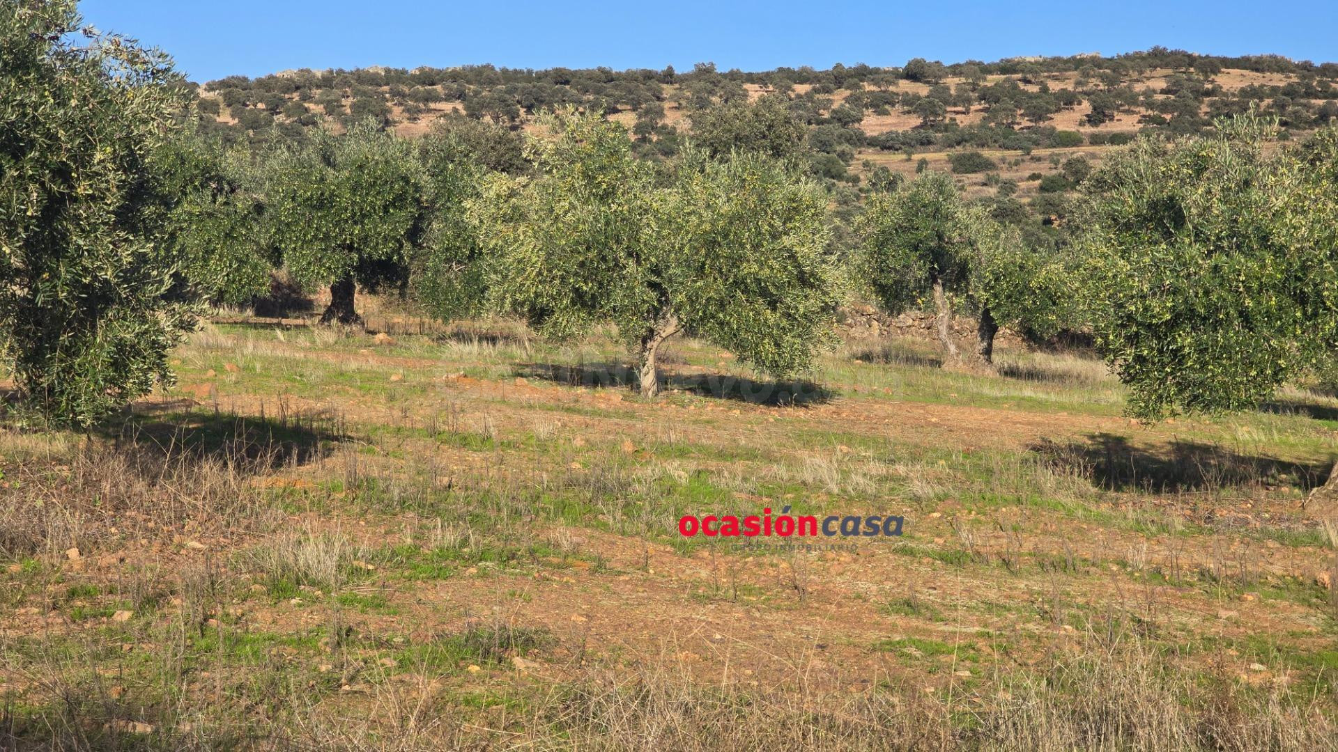 MAGNÍFICO OLIVAR EN PLENA PRODUCCION - foto 3