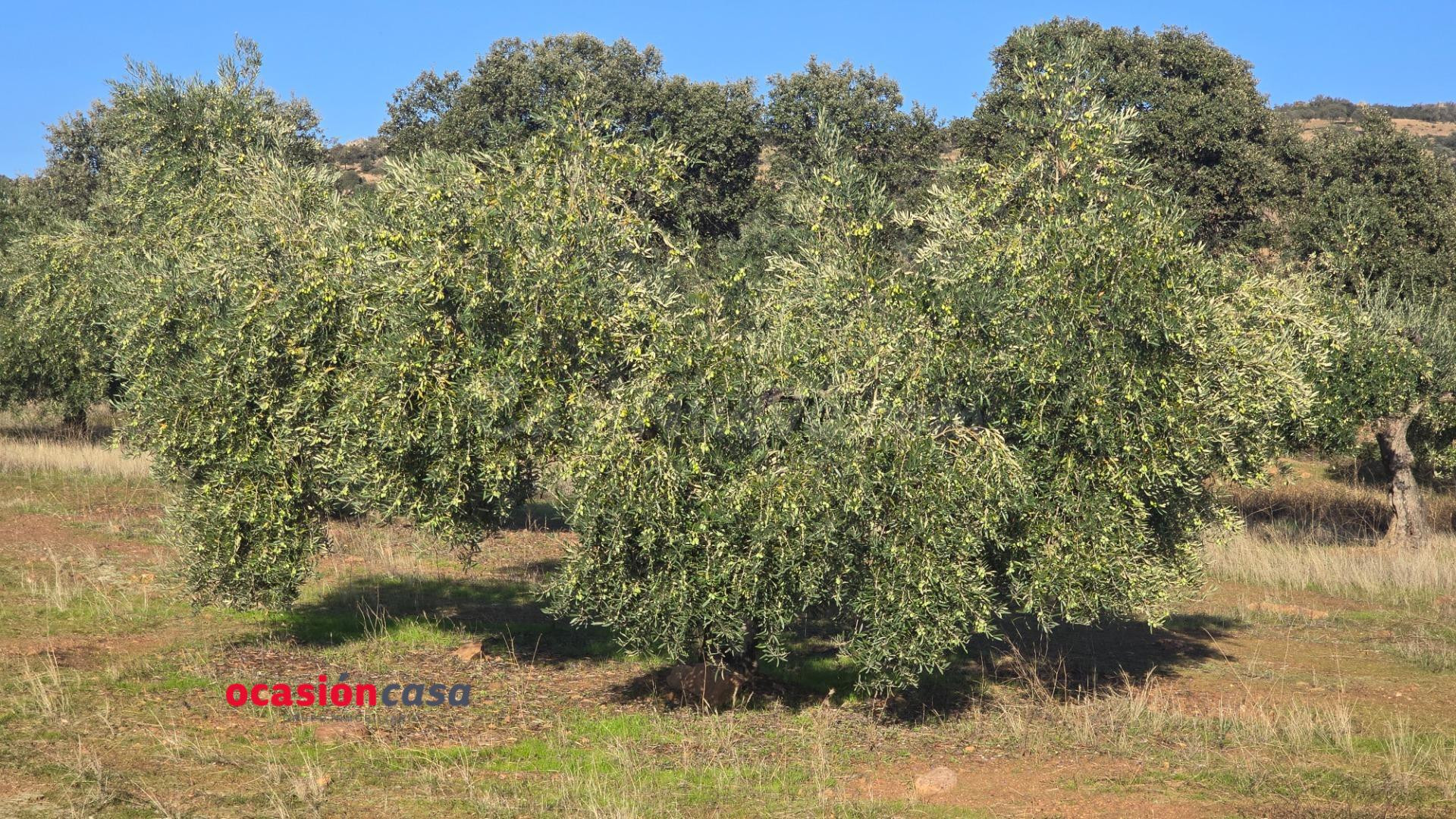 MAGNÍFICO OLIVAR EN PLENA PRODUCCION - foto 4