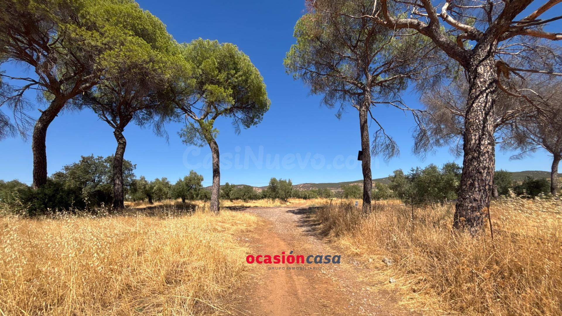 PARCELA CON CASA Y OLIVOS - foto 2