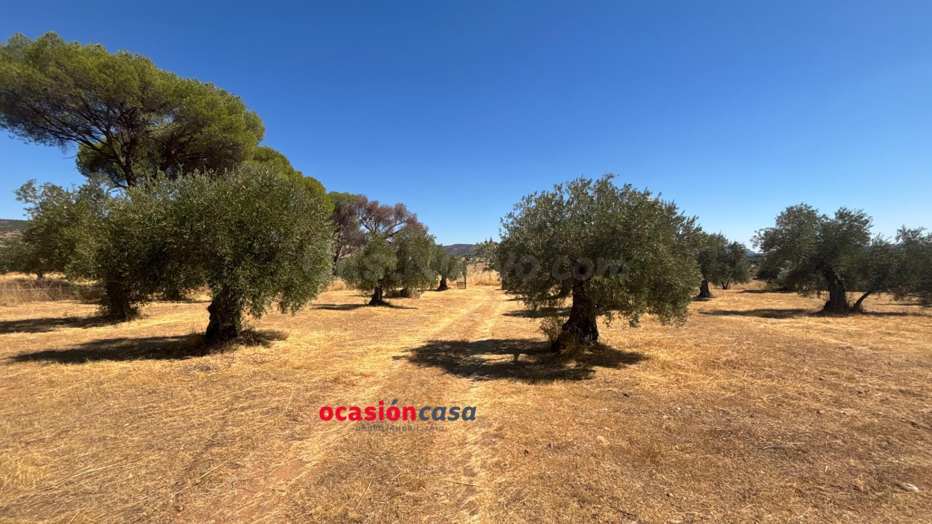 PARCELA CON CASA Y OLIVOS - foto 3