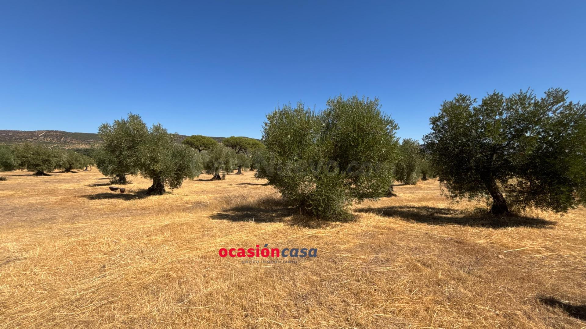 PARCELA CON CASA Y OLIVOS - foto 4