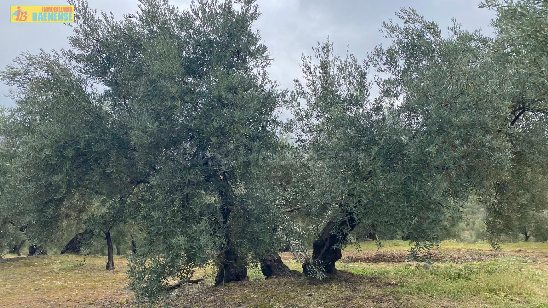 Buen olivar fachada a carretera