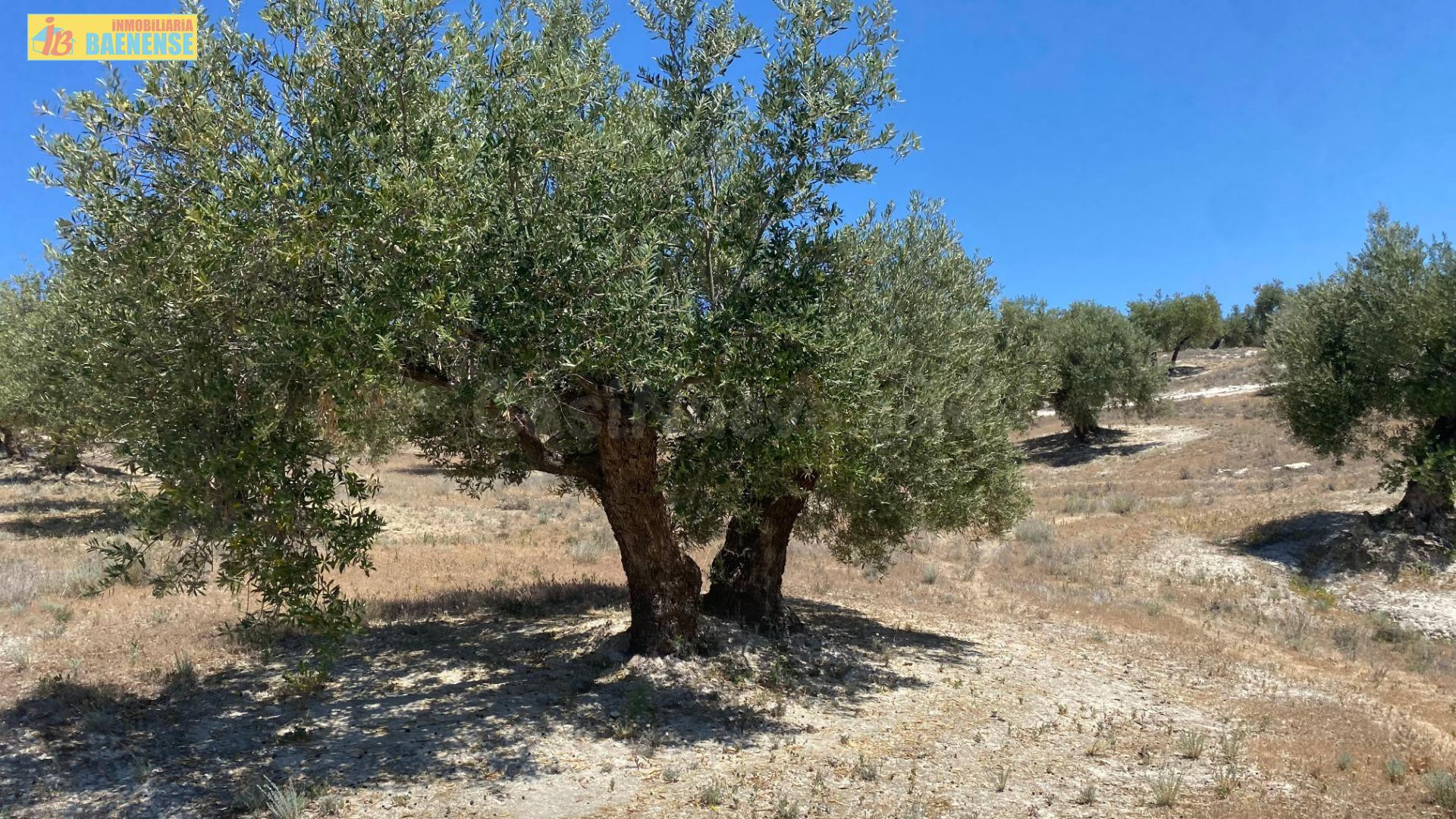 🏡 Olivar llano junto a carretera cerca de Baena 🌳