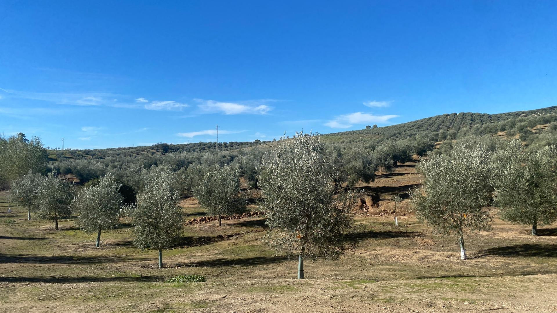 De la Tierra a la Botella: Tu Finca de Olivar con Almazara Exclusiva