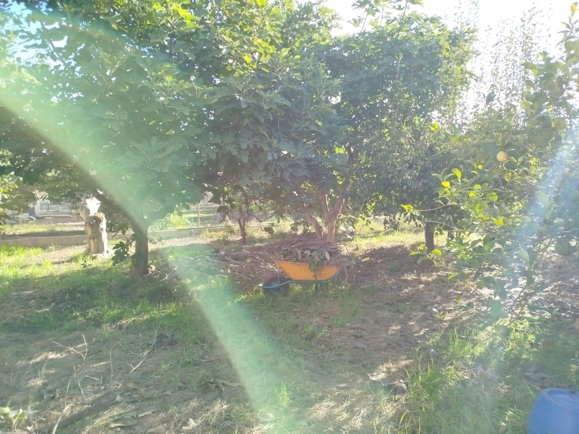 Relax y Naturaleza en la huerta de Murcia. - foto 3