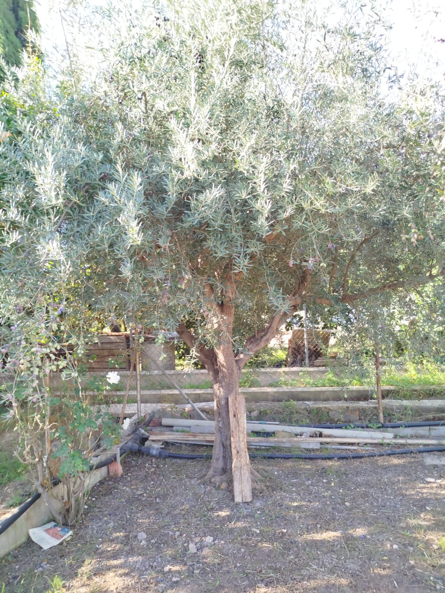 Relax y Naturaleza en la huerta de Murcia. - foto 5