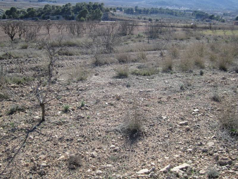 TERRENO EN MONÓVAR