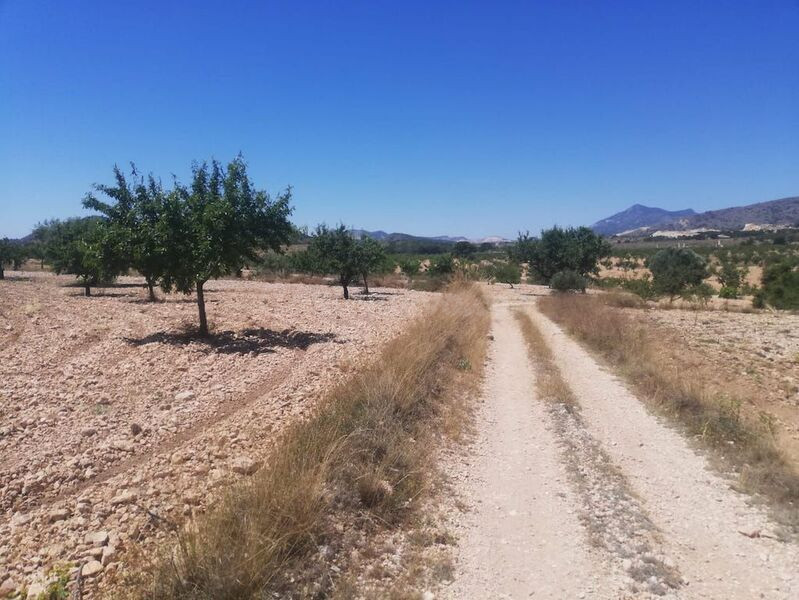 Terreno en Abanilla con una superficie total de 12.560 m2 - foto 2