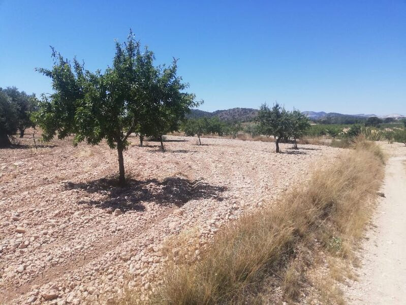 Terreno en Abanilla con una superficie total de 12.560 m2 - foto 4