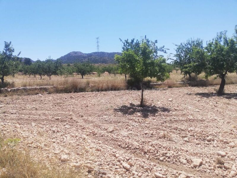 Terreno en Abanilla con una superficie total de 12.560 m2 - foto 5