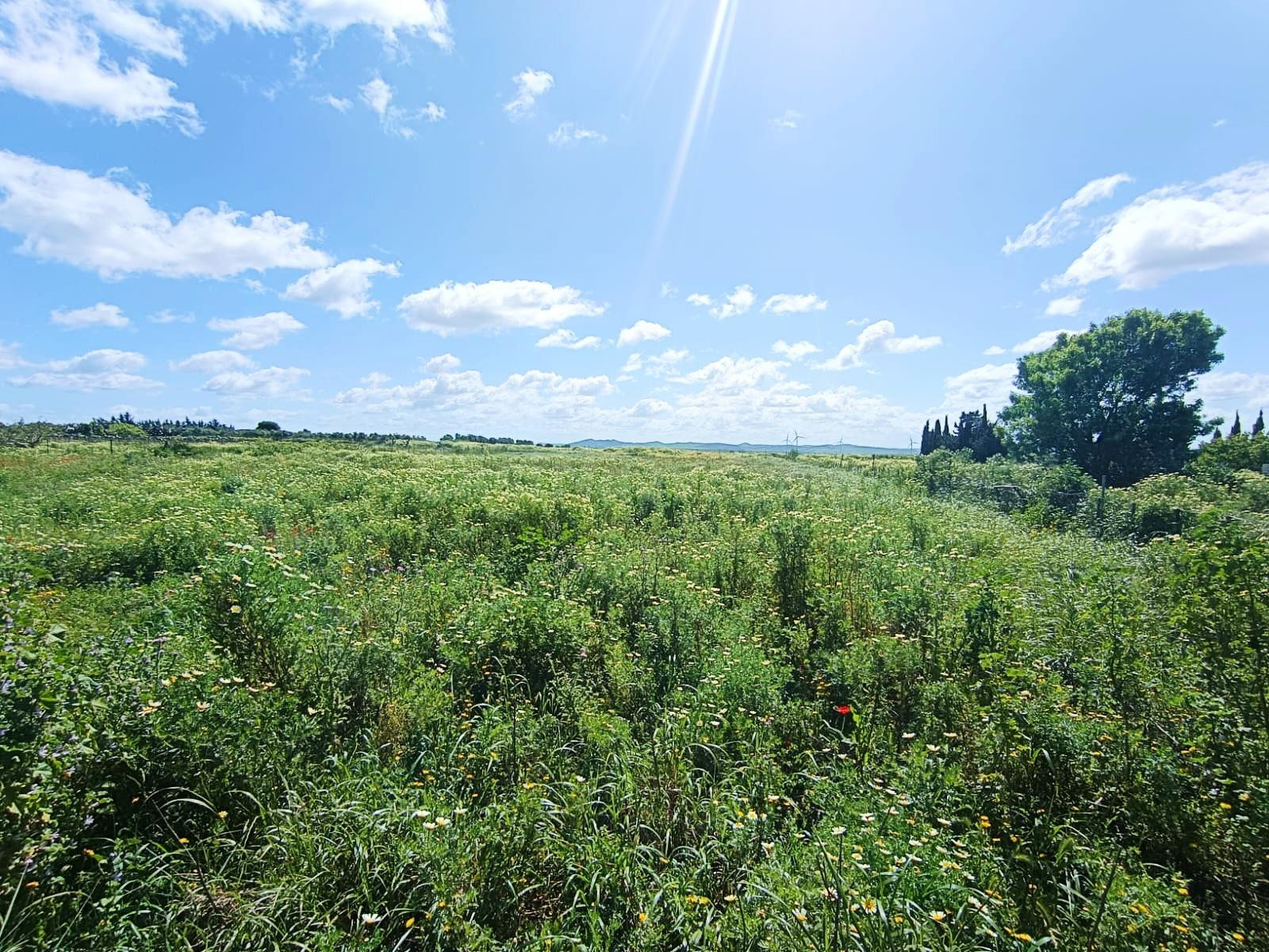 🌱ASOMBROSA PARCELA DE 3353 m2 EN  EL MARQUESADO (MIRALAMAR)🌱 - foto 4