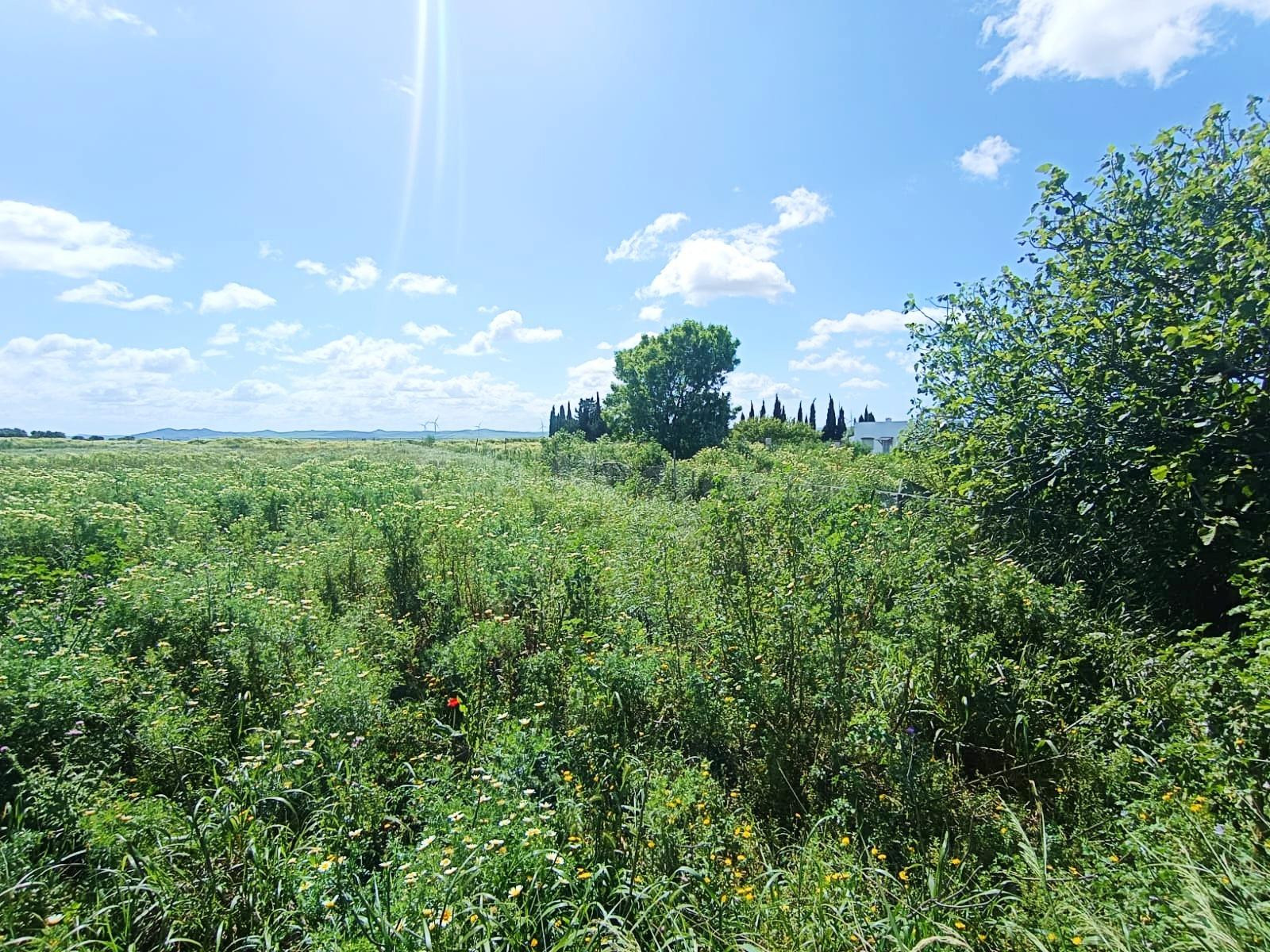 🌱ASOMBROSA PARCELA DE 3353 m2 EN  EL MARQUESADO (MIRALAMAR)🌱 - foto 5