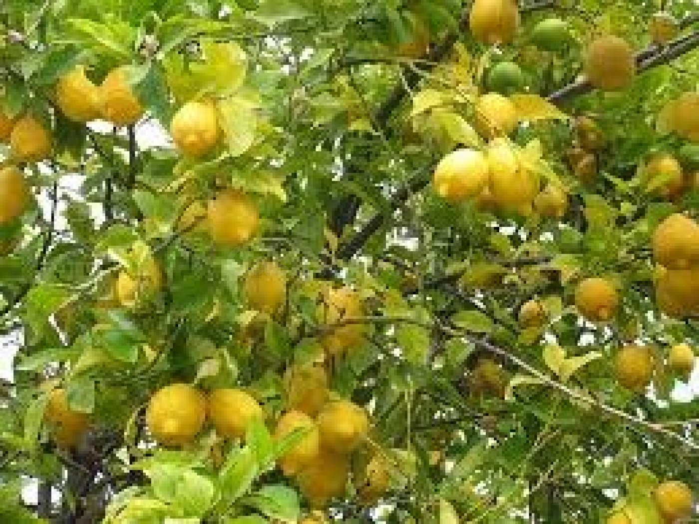 Finca rústica con 3 embalses,goteros,2 cabezales,goteros,vallada de 27,3 hectareas limones Verna
