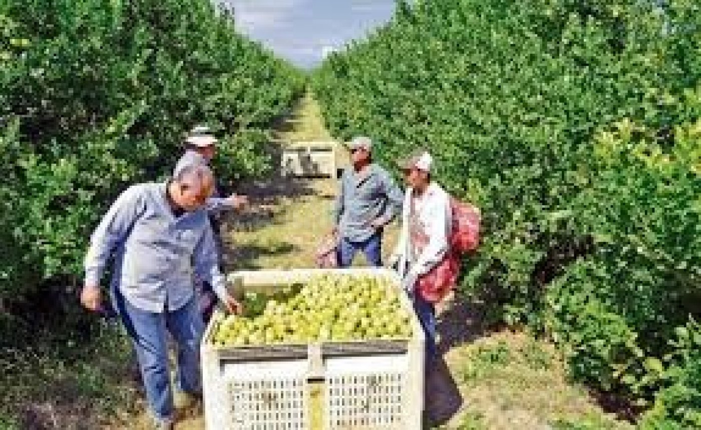 Esplendida finca rústica con casa, balsa ,etc..de 150 hectareas con limones Verna y mandarinas Afure