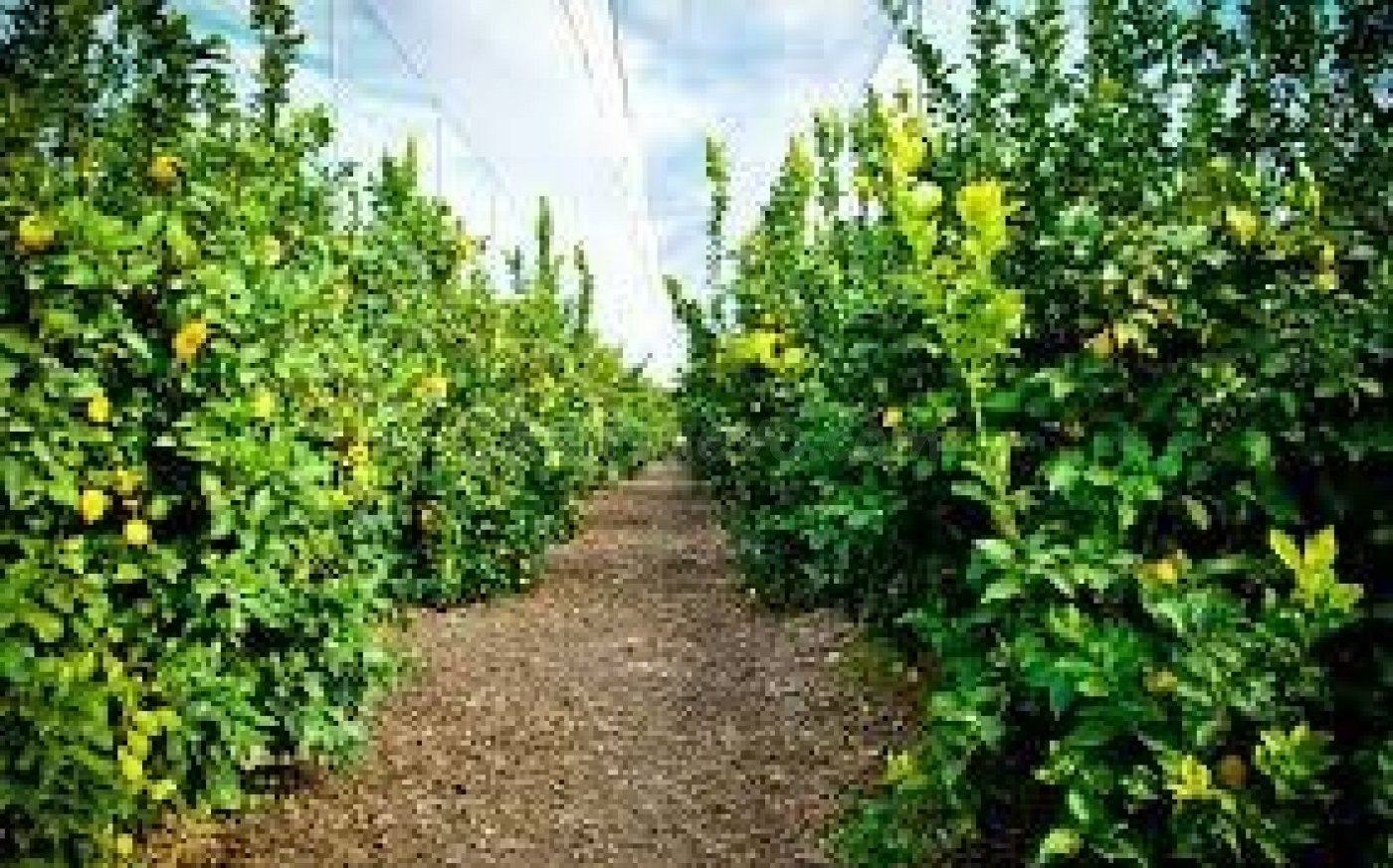 Finca rústica de 21,3 hectareas, plantada el 70% de naranjas y el 30% de limones.